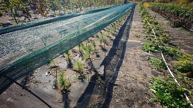 В Улан-Удэ готовят к зиме 360 кедров, посаженных к юбилею