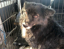 11 собак попались службе отлова в микрорайоне Аршан Улан-Удэ