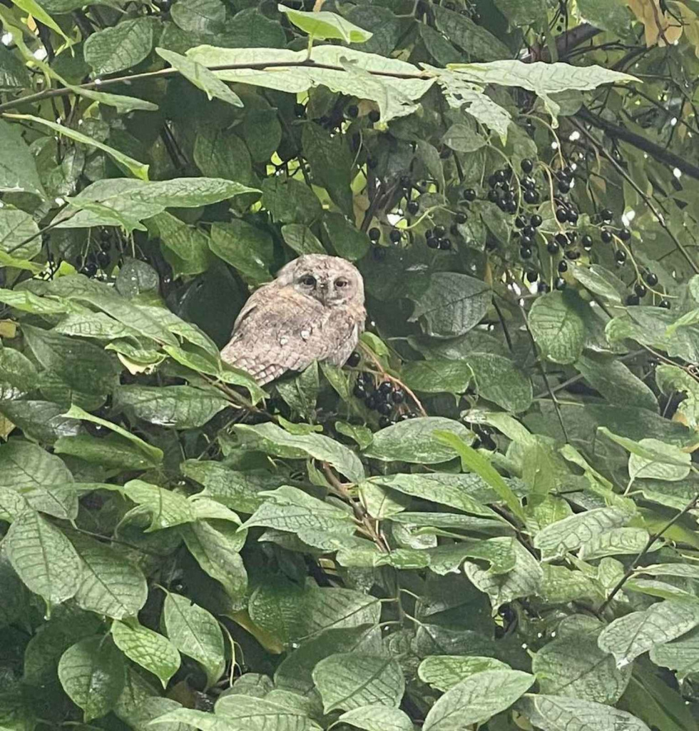 изображение_viber_2021-08-25_15-52-48-649.jpg изображение_viber_2021-08-25_15-52-48-649.jpg