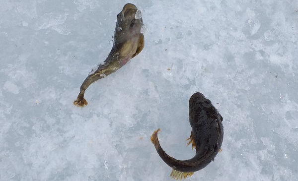 IMG-87f809ad00d5082282c3b7c30e0fecd3-V.jpg IMG-87f809ad00d5082282c3b7c30e0fecd3-V.jpg