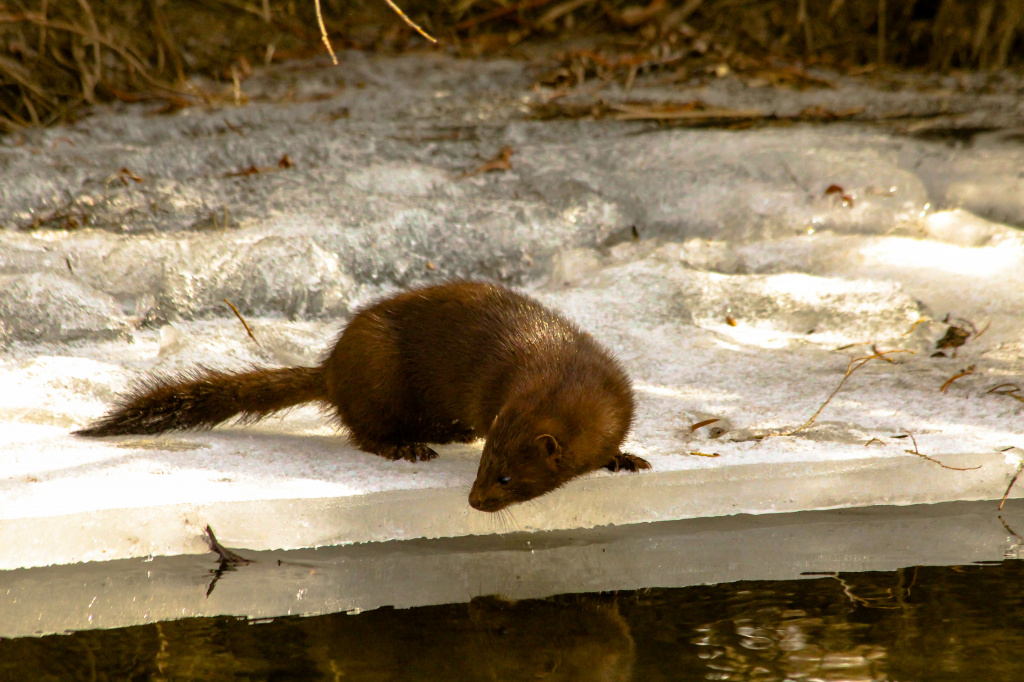 Американская норка IMG_4137.jpg Американская норка IMG_4137.jpg