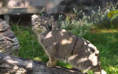 Проект по сохранению манула в Бурятии выиграл президентский грант